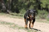 JAGDTERRIER ALLEMAND 030